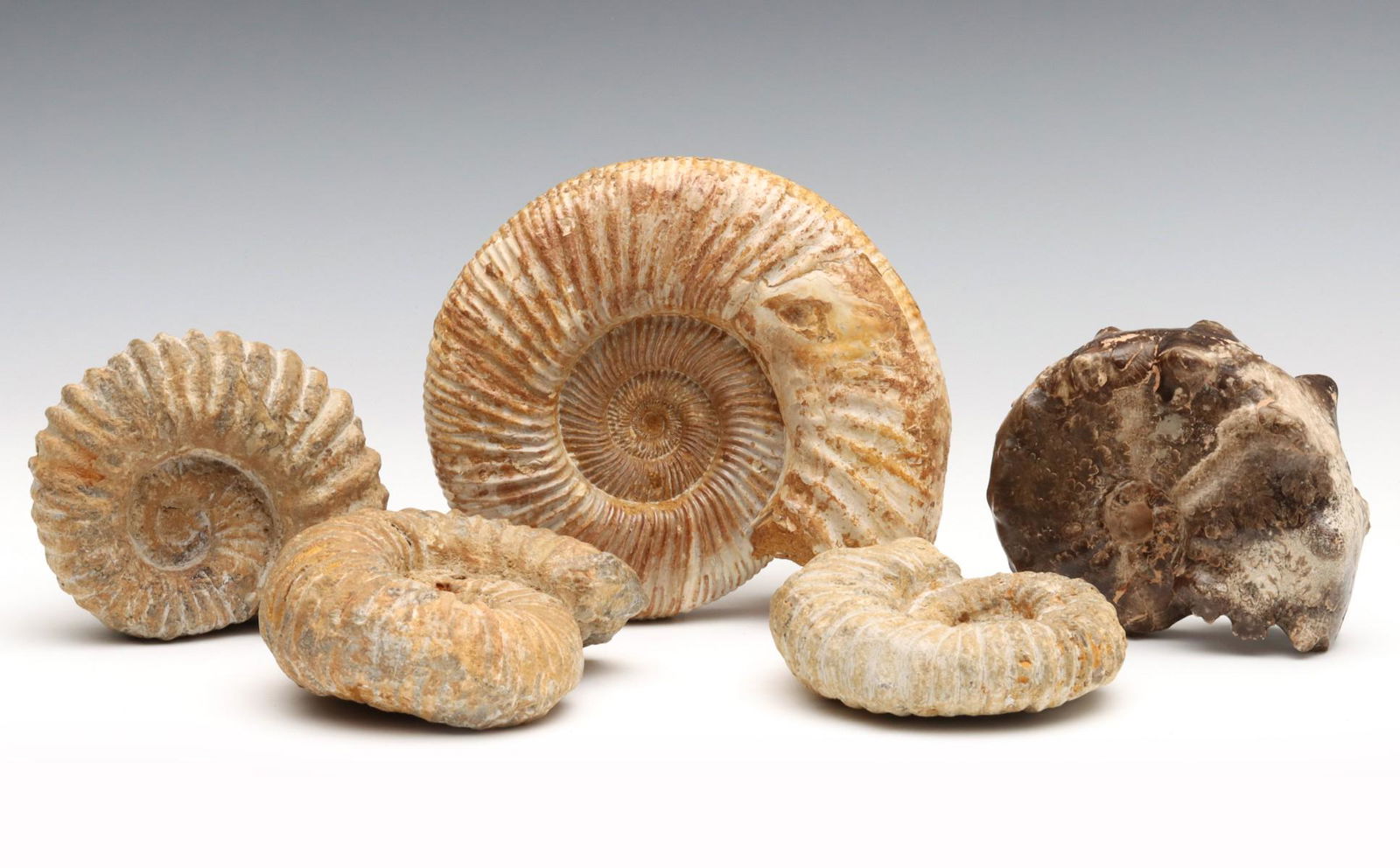 A COLLECTION OF JURASSIC PERIOD AMMONITE FOSSILS (1 of 10)