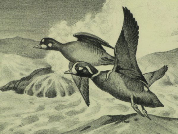 1952 PEN SIGNED JOHN DICK DUCK STAMP LITHO: John Henry Dick (1919-), blue ink signed lower right corner, titled "Duck Stamp Design 1952" lower left, 7 x 9.25 inch image field, matted and framed.