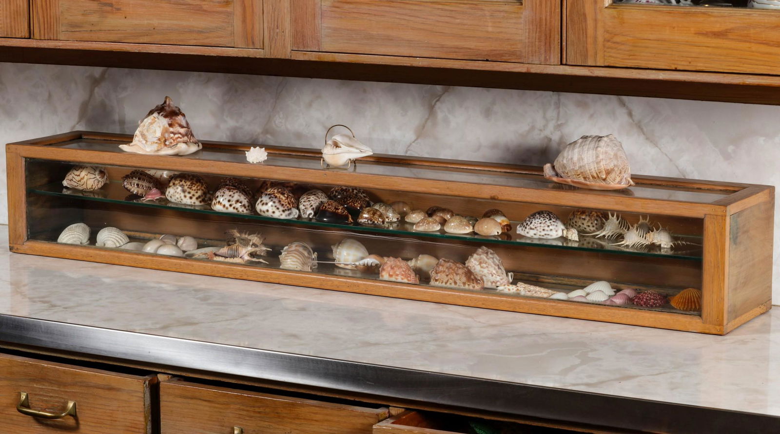 A 20TH C. COUNTERTOP SHOWCASE FILLED WITH SEA SHELLS (1 of 11)