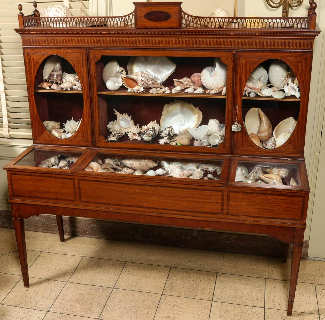 AN EDWARDIAN SPECIMEN CABINET WITH SEA SHELL COLLECTION (1 of 20)