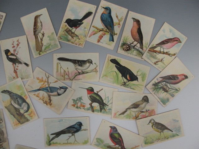 ARM AND HAMMER BRAND TRADING CARDS WITH BIRDS: Approximately 50 of the 'Useful Birds of America', as distributed by Arm and Hammer Baking Soda. Most of the lost is of the seventh and eighth series. 3 x 1-7/8 inches each.