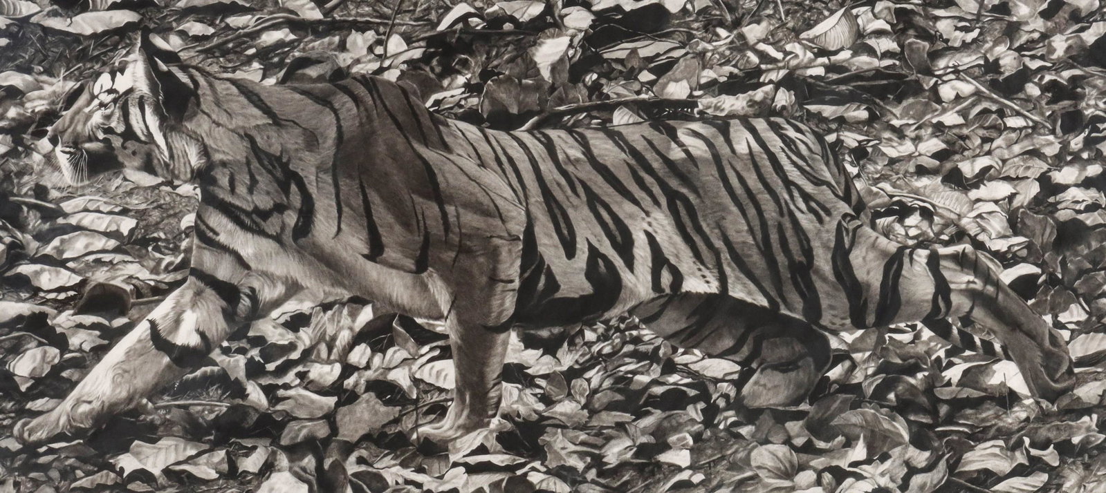 ROX CORBETT (BORN 1956) CHARCOAL ON PAPER: Rox Corbett (Canada/ Wyoming, Born 1956) A Deadly Rumor Late 20th/Early 21st Century The outstanding depiction of the concept of camouflage, as found in the natural world, is executed in black and whi