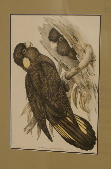 C. 1850 GOULD SOUTHERN YELLOW TAILED COCKATOO: Calytorhynchus Xanthonotus scientific name, hand colored stone lithograph after John Gould, a label on the reverse states that this is from the collection of EUGENE OKARMA, displayed behind rippled an