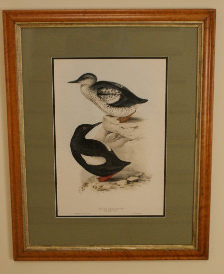 HAND COLORED STONE LITHOGRAPH AFTER J & E GOULD: From The Birds fo Europe, printed in England 1832 - 1837 to 282 subscribers, after the work of Elizabeth Gould, Edward Lear and John Gould which the artists created after traveling the Zoos, Museums a