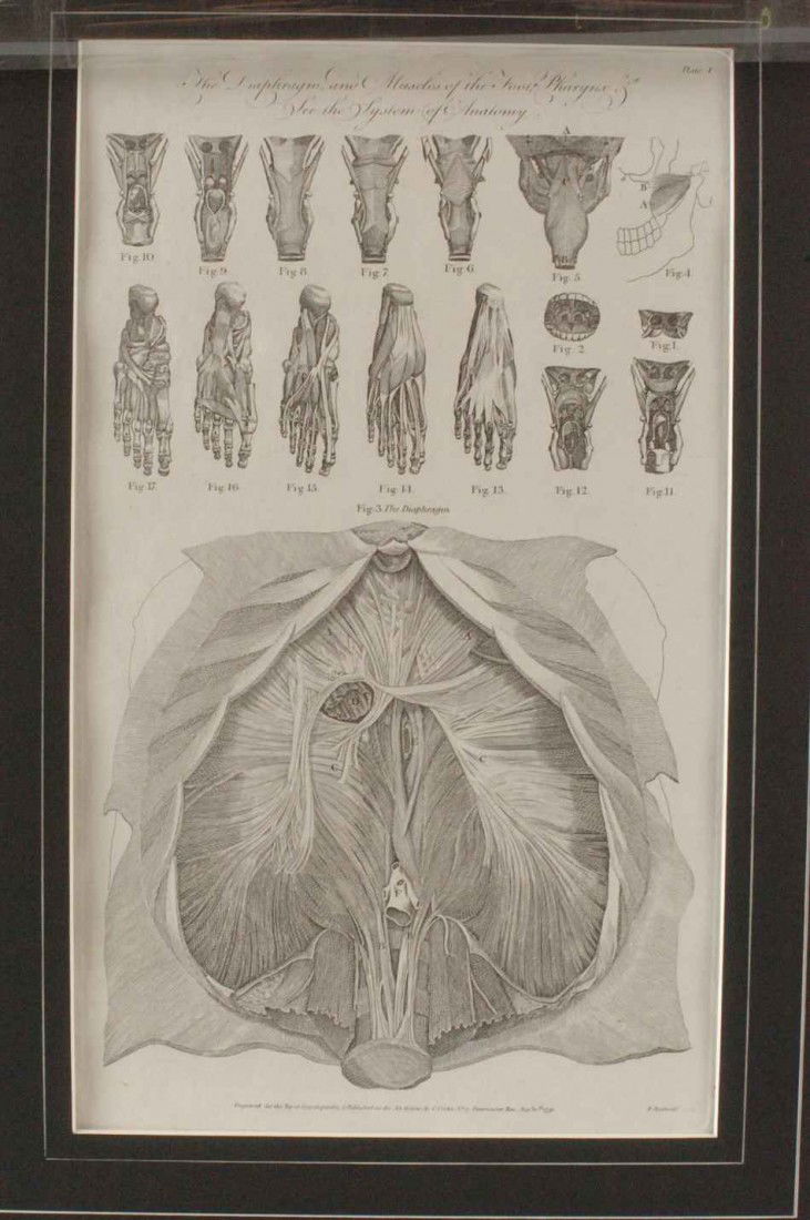 TWO MID-19TH CENTURY ANATOMICAL LITHOGRAPHS: Includes an unmatted lithograph by of facial muscles, William Fairland, published by John Taylor, unmatted, 20 x 12.5 inches overall. Also a late 18th century example, 'engraved for the Royal Encyclop