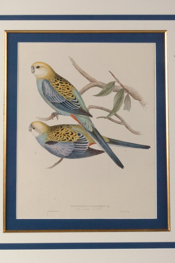 JOHN & ELIZABETH GOULD HAND TINTED LITHOGRAPH: ORIGINAL LITHOGRAPH. They are merely matted, not framed, the sheet appears complete untrimmed and they're taped to the acid free mat with acid free tape. Pencil titled 'Pale Headed Parrakeet' beneath 