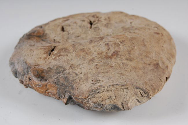 fossilized dung