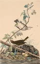 AFTER AUDUBON, GOLDEN-CROWNED THRUSH, HAVELL, WHATMAN