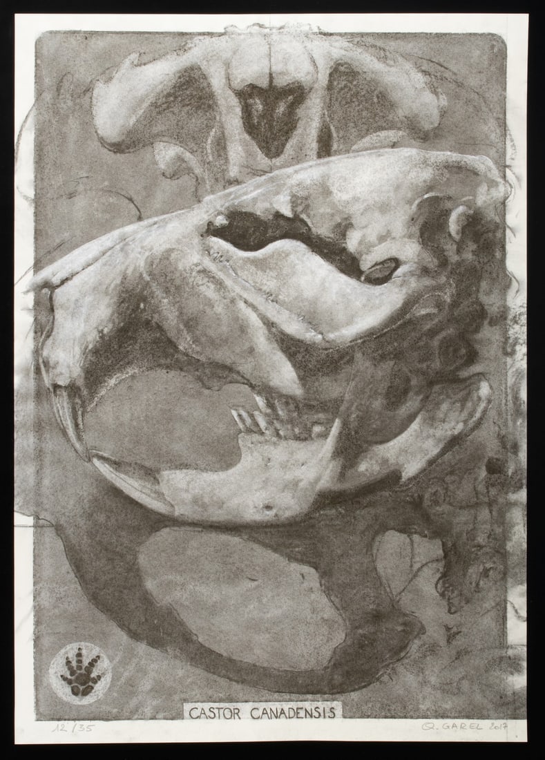 QUENTIN GAREL (PARIS, B. 1975) PENCIL SIGNED PRINT: Quentin Garel (Born 1975, Paris) Castor Canadensis 2017 The large format print is signed and dated by the artist below the image, numbered 12 from an edition of only 35. The date of 2017 may link this