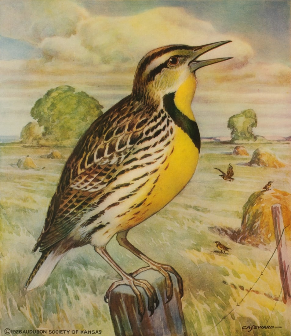 C.A. SEWARD (1884-1939) FOR THE KANSAS AUDUBON SOCIETY: Coy Avon Seward (Kansas, 1884-1939) Meadowlark 1926 Printed signature lower right, copyright dated 1926 by the Audubon Society of Kansas lower left. Unframed. Image measures 11.5 x 10, sheet is 17 x 1