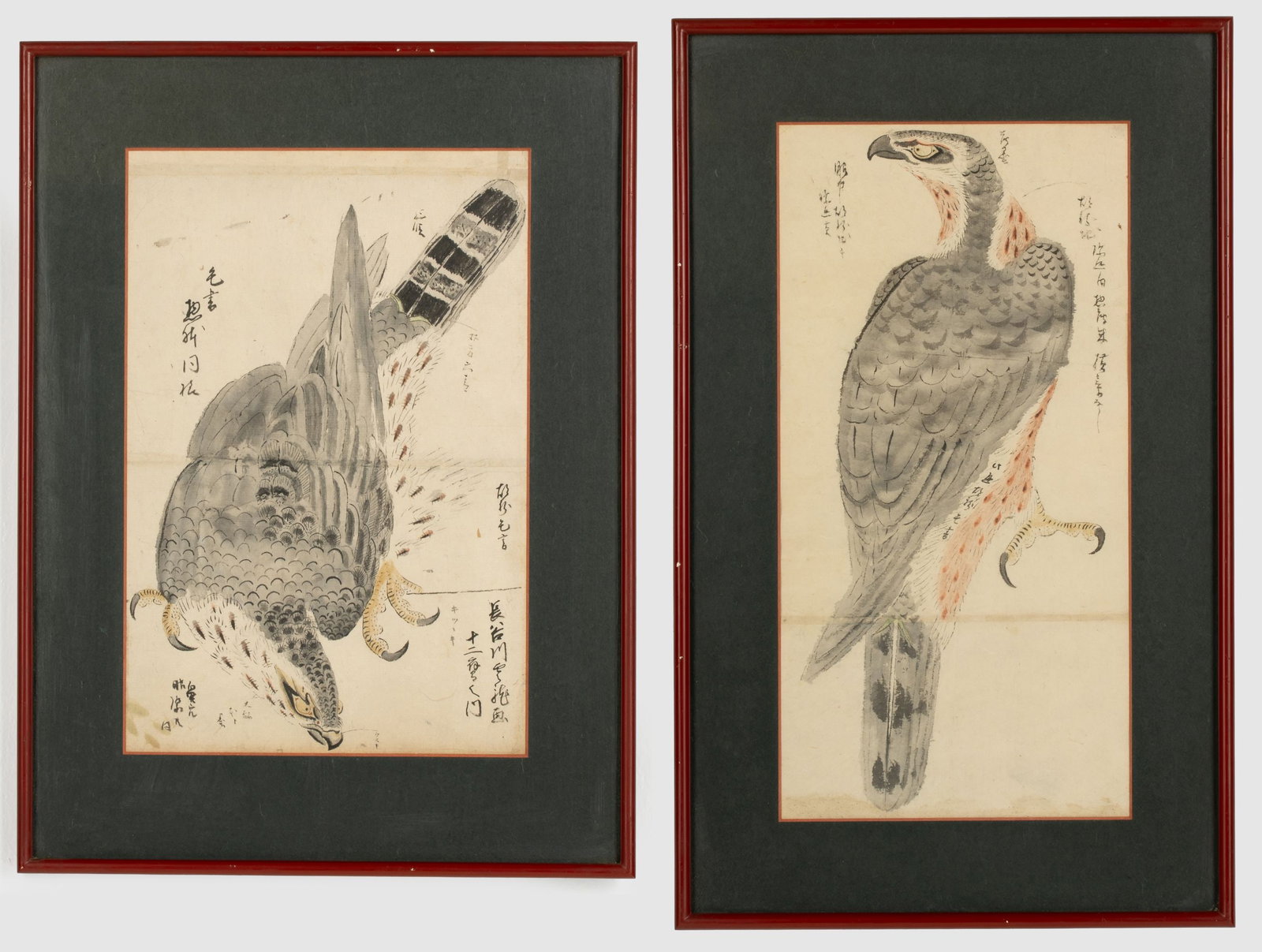 TWO 19TH CENTURY JAPANESE FALCON WATERCOLOR PAINTINGS: Two identically framed depictions in watercolor and ink on paper. Image measures 14 x 10 with a framed size of 21 x 15.5 inches. Image measures 17.5 x 8 with a framed size of 23.75 x 14.5 inches. Prov