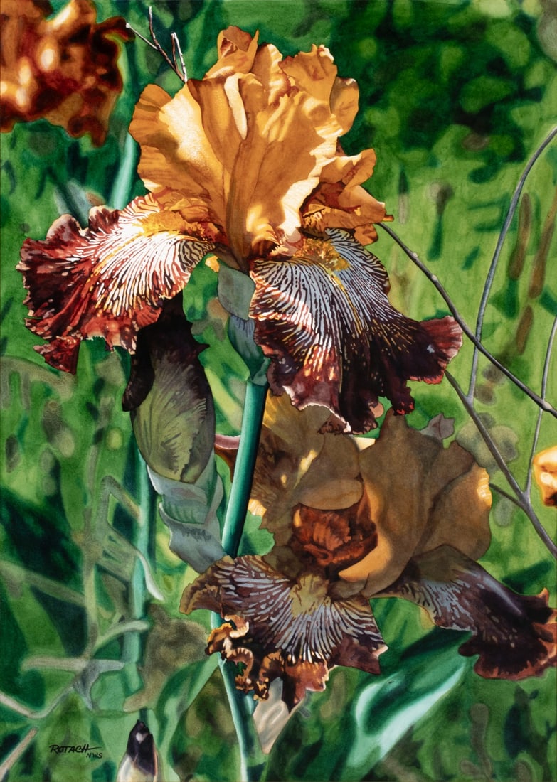 MARLIN ROTACH (BORN 1952) WATERCOLOR: Marlin Rotach (Born 1952) Tiger, Tiger, Burning Bright The photorealist watercolor of a tall bearded iris in the sun, depicted in the artist's unique brand of realism, is signed lower right front with