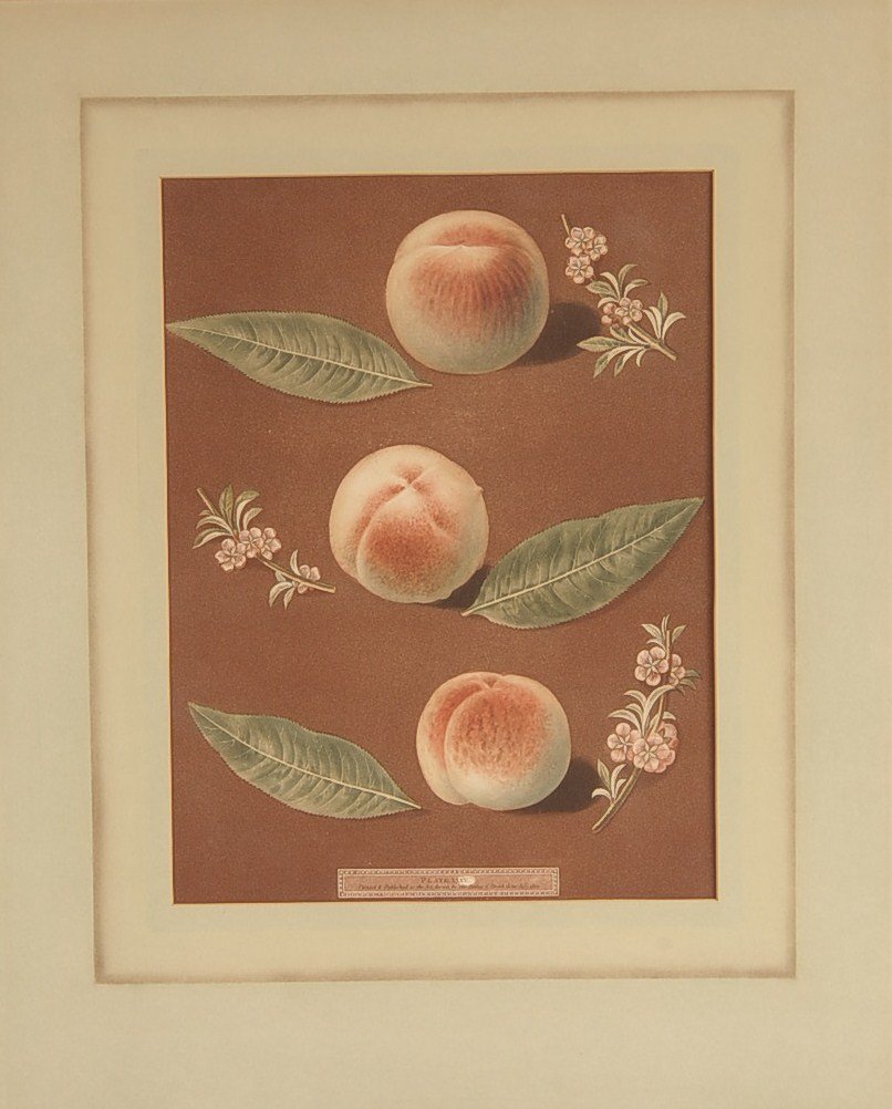 TWO GEORGE BROOKSHAW POMONA BRITANNICA ENGRAVINGS: Includes Aquatint engraving Plates XXIX, XXXV, July 1806. Sight sizes 16 x 12 inches, 25 x 20 inches overall.