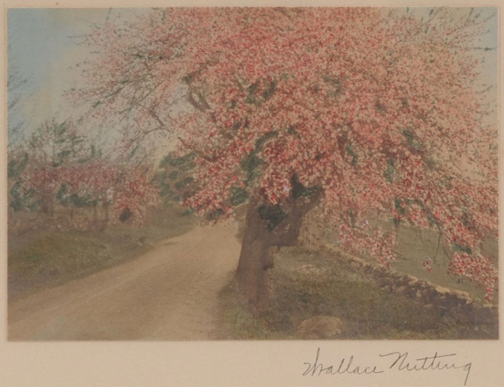 FOUR WALLACE NUTTING HANDCOLORED PHOTOGRAPHS: With titles that include 'A New Hampshire Road,' 'Pine Landing,' 'Larkspur,' and a fourth untitled image. Group of four ranging in size from 9.25 x 11.25 inches, up to 16.25 x 14.25 inches. We ship in