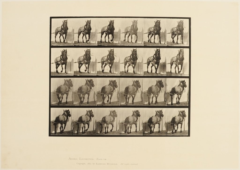 EADWEARD MUYBRIDGE 'ANIMAL LOCOMOTION' COLLOTYPE PLATES: Four collotypes from Animal Locomotion featuring harnessed horses, plates 566, 568, 569 and 570, circa 1887, image areas measure from 8.25 x 14.5 to 9.25 x 12.25, sheets measure 18.75 x 23.75 inches.