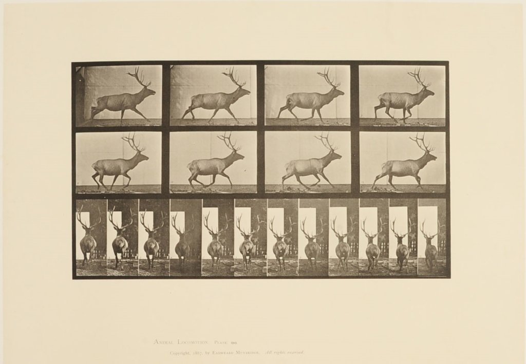 EADWEARD MUYBRIDGE 'ANIMAL LOCOMOTION' COLLOTYPE PLATES: Two collotypes from Animal Locomotion featuring a lion and an elk, plates 694 and 721, circa 1887, image areas measure 8.25 x 14 and 9.25 x 12.25 inches, sheets measure 18.75 x 23.75 inches. Provenanc