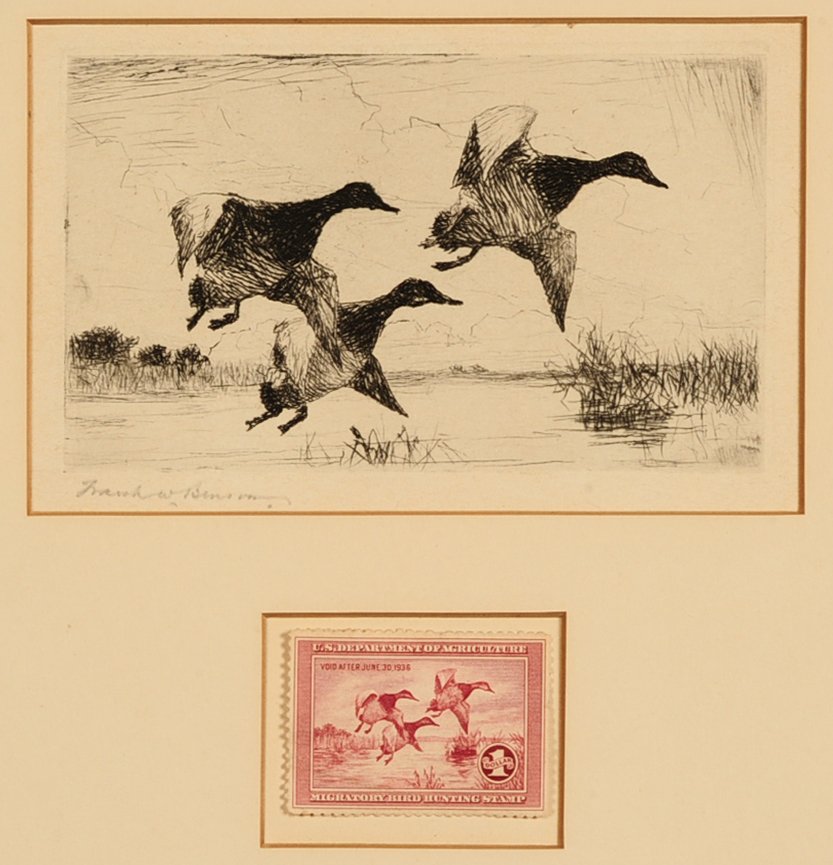 FRANK W BENSON (1862-1951) ETCHING AND 1935 DUCK STAMP: Signed in pencil lower left, edition of 100. Sight measures 3.5 x 5.5 in a frame measuring 13 x 12 inches. Benson initially painted an image of three canvasbacks which was selected as the Federal Duck