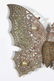 CIRCA 1900 DRESDEN BUTTERFLY CHRISTMAS ORNAMENT - 2