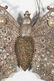 CIRCA 1900 DRESDEN BUTTERFLY CHRISTMAS ORNAMENT - 3