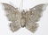 CIRCA 1900 DRESDEN BUTTERFLY CHRISTMAS ORNAMENT - 5