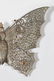 CIRCA 1900 DRESDEN BUTTERFLY CHRISTMAS ORNAMENT - 8