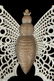 CIRCA 1900 DRESDEN BUTTERFLY CHRISTMAS ORNAMENT - 3