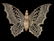 CIRCA 1900 DRESDEN BUTTERFLY CHRISTMAS ORNAMENT - 5