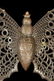 CIRCA 1900 DRESDEN BUTTERFLY CHRISTMAS ORNAMENT - 7