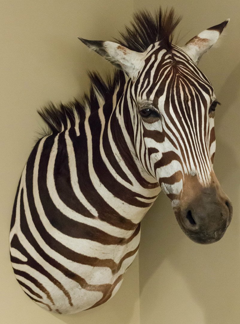 A BURCHELL ZEBRA SHOULDER MOUNT:  