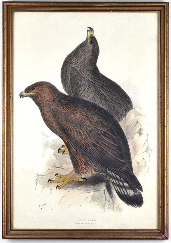 Edward Lear, "Golden Eagle": Edward Lear, "Golden Eagle", color lithograph, signed "E. Lear 1833" to the lower left, appx. 13 1/4 in. H, 13 1/4 in W.