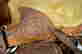 item-62061361=4