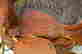 item-62061362=4