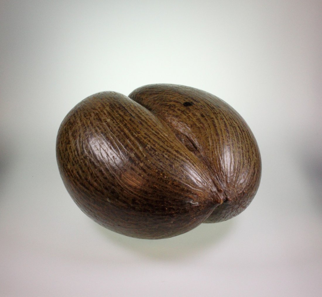 Two Coco de Mer. One highly polished, the second left (1 of 4)