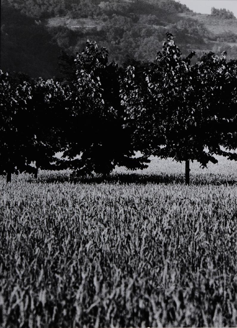 Gabriele Basilico (1944-2013), Novi: black and white print, cm 37,2x27 Stamp of the artist' studio at the back