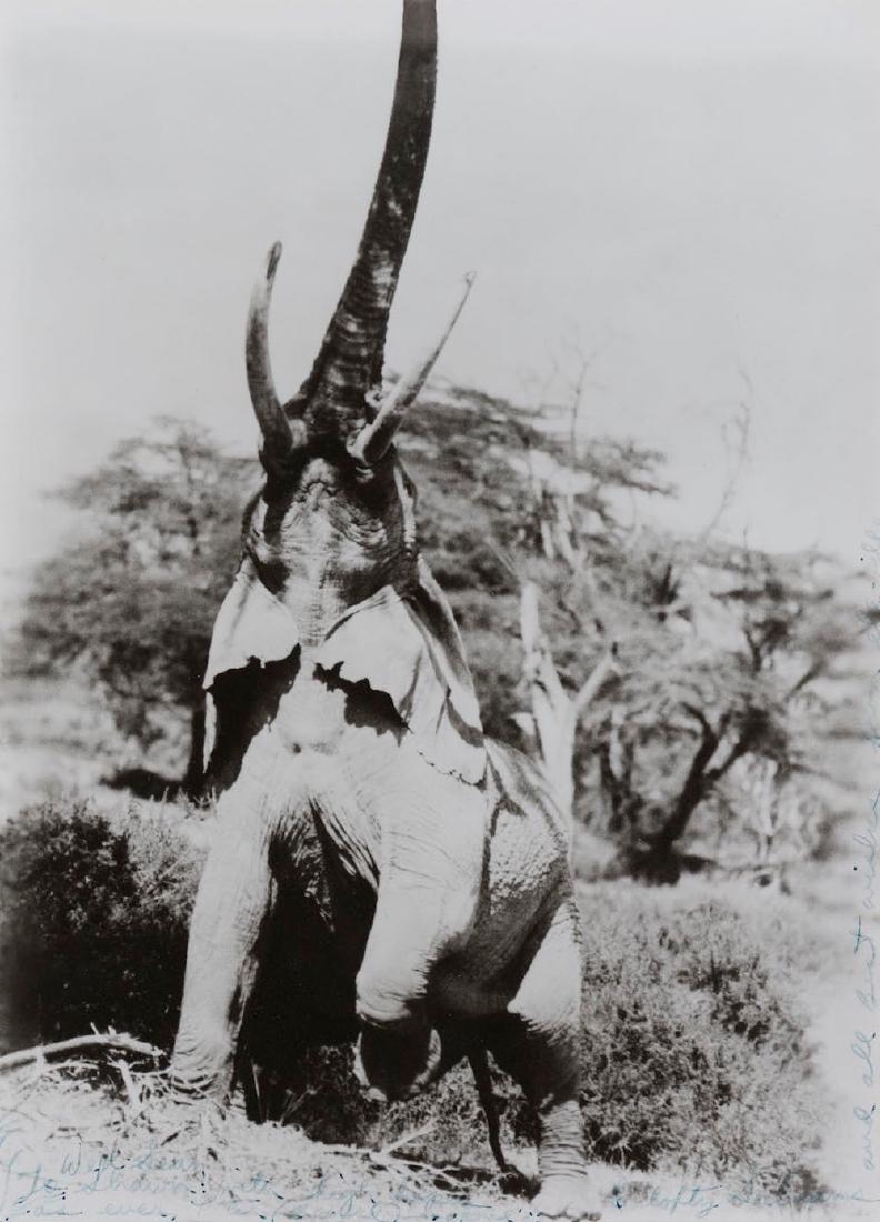 Peter Beard (1938), Elephant reaching for the last: gelatin silver print, cm 23,1x16,5 signed, inscribed and dated in ink on the image Authenticity confirmed by The Peter Beard Studio
