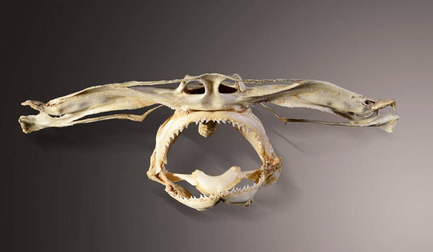 Hammerhead Shark Skull Preparation