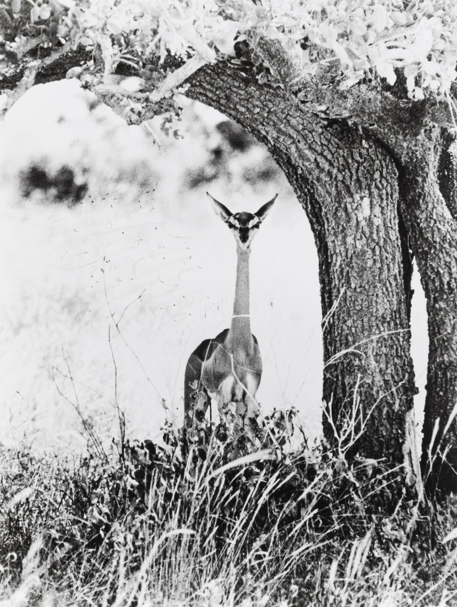 Peter Beard (1938), Kenya (BEA-04), 1960/83: gelatin silver print ink, cm 23,1x16,5