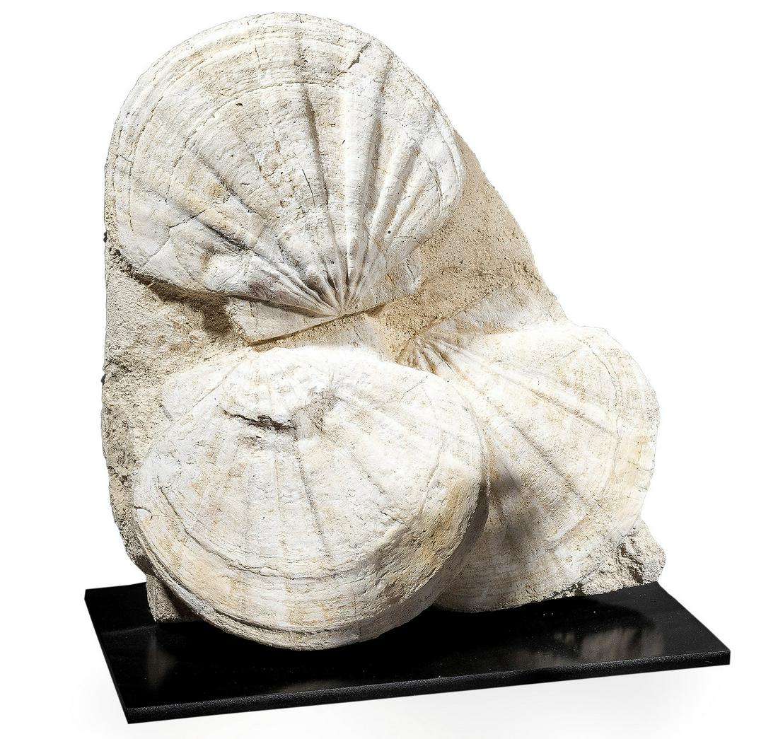 Gruppo di Pecten fossili,: Gigantopecten restitutensis Burdigaliano, Miocene (23.5 - 20 MA) Lacoste, Vaucluse, Francia cm 31,5x 27