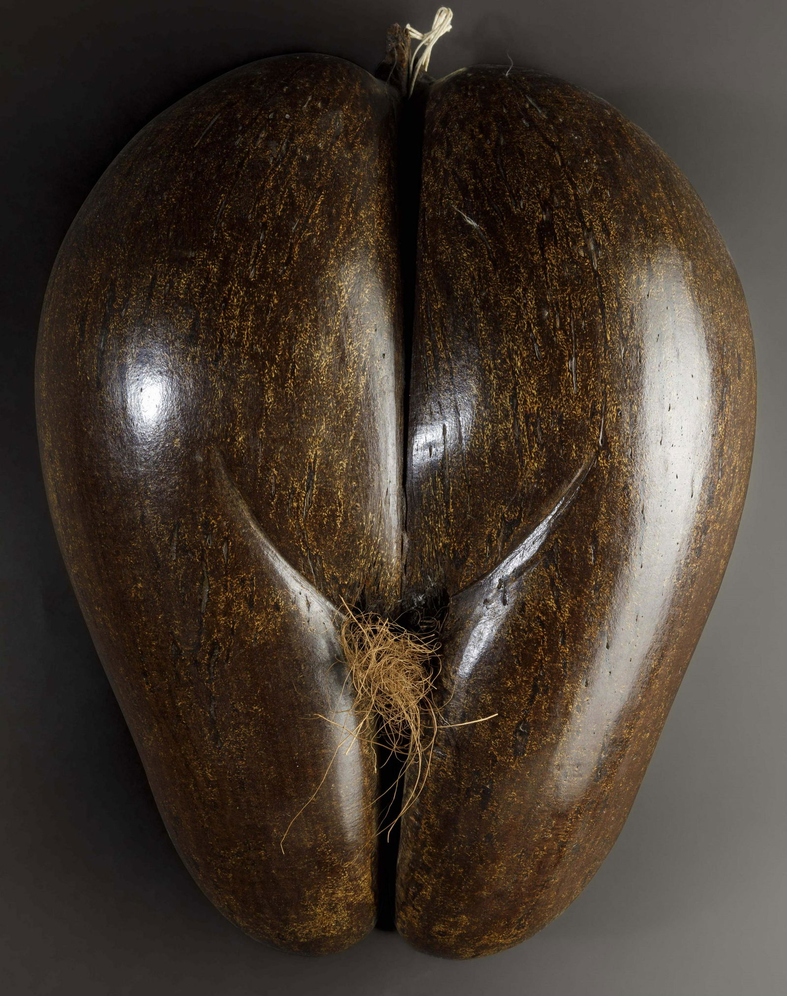 Coco de mer (1 of 2)