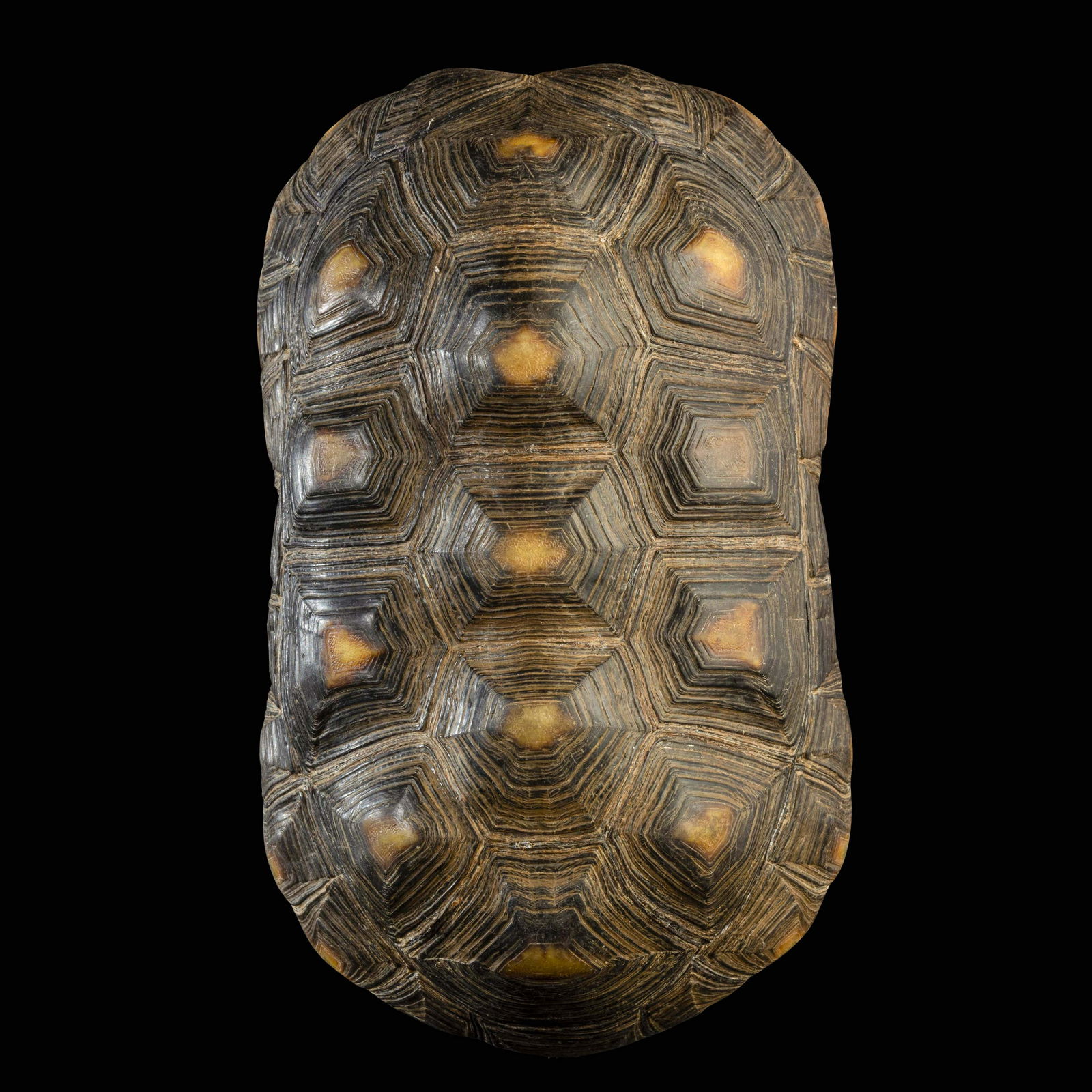 Tortoise carapace (1 of 5)