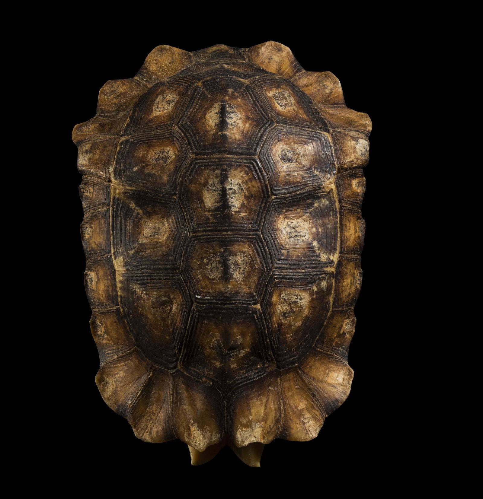 Tortoise carapace (1 of 4)