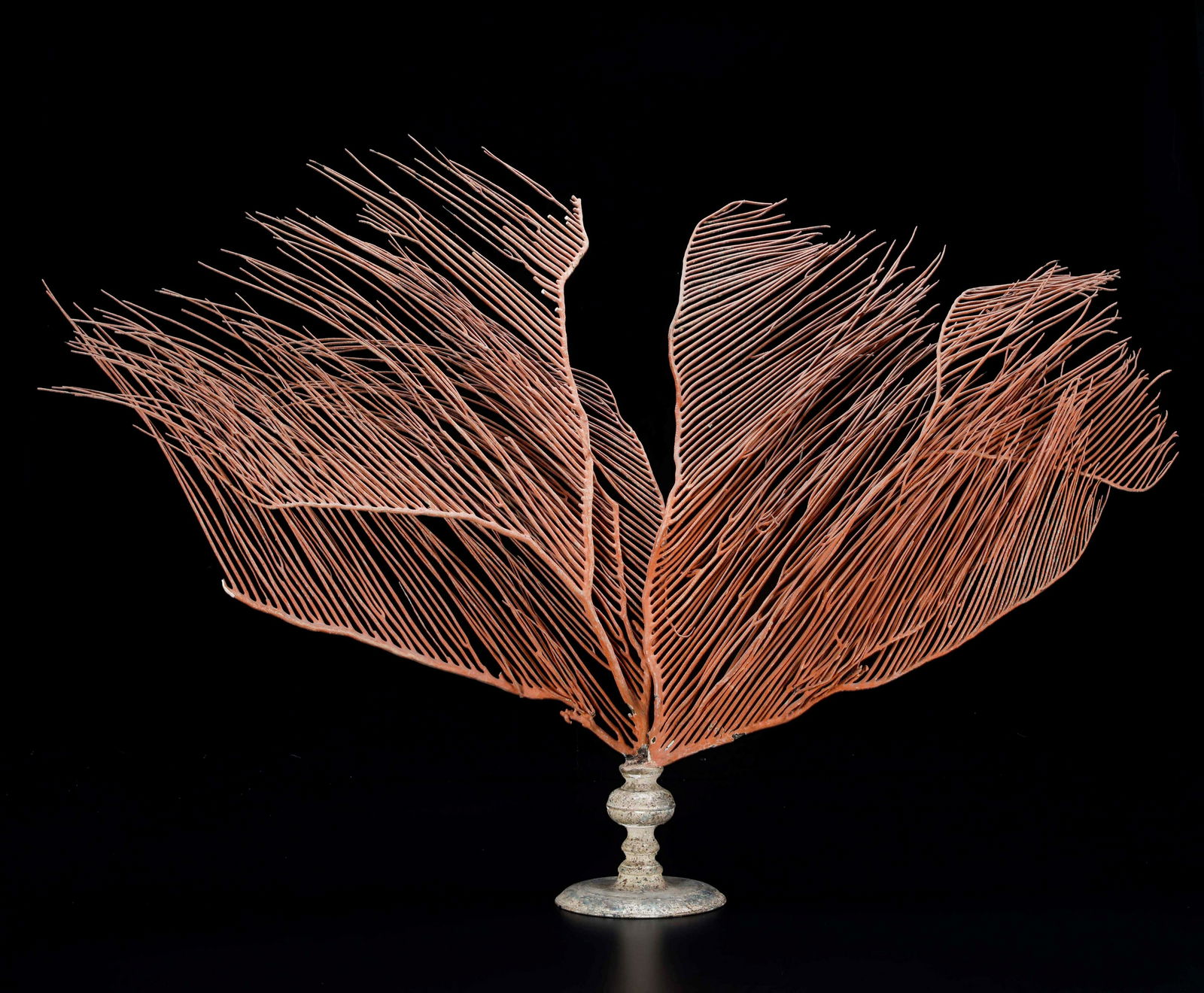 Gorgonia seafan (1 of 2)