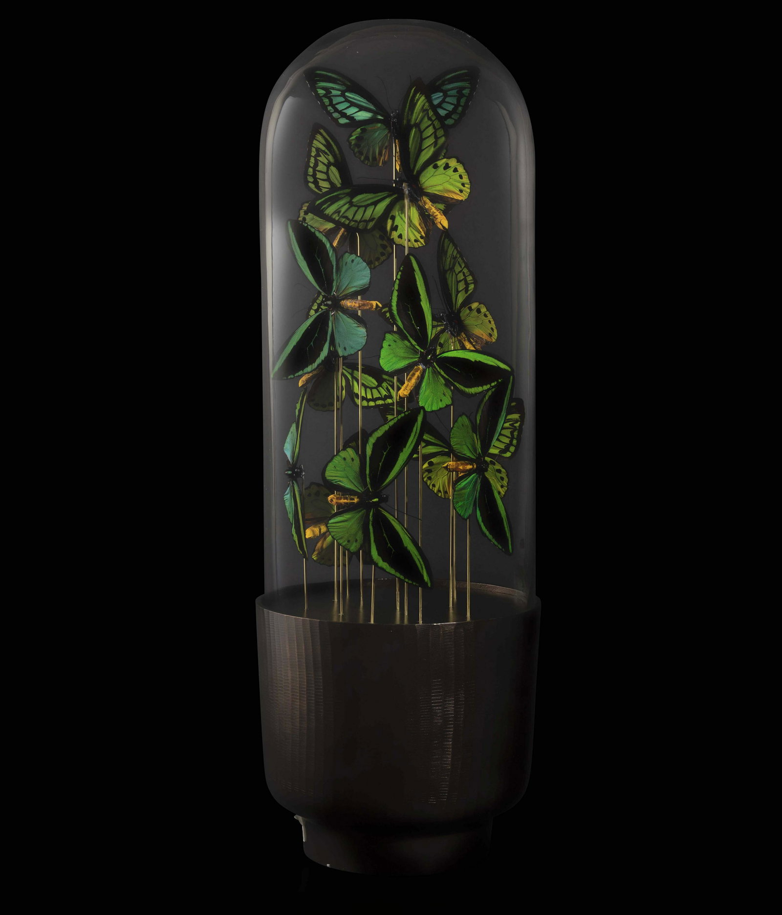 Green Ornithoptera butterflies (1 of 5)