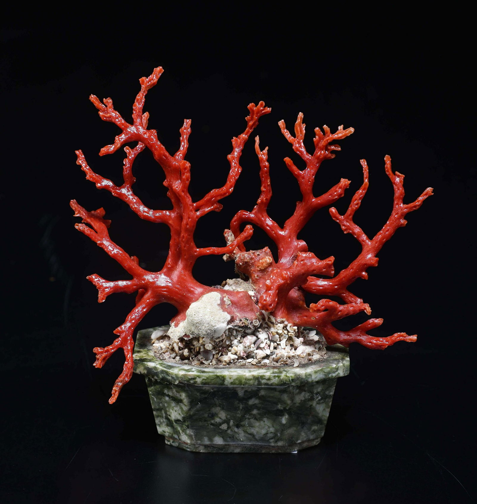 Coral branch (1 of 1)