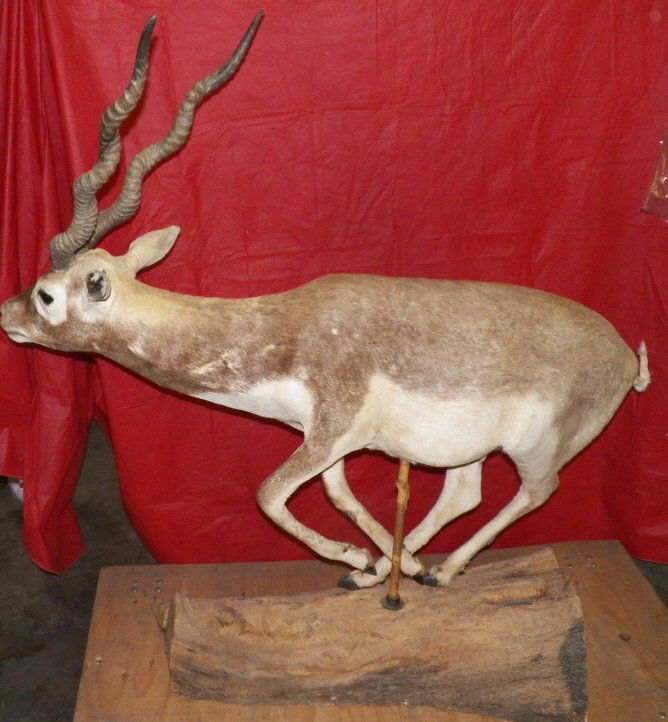 Mounted Life Size Kudus: Mounted life size African Kudus