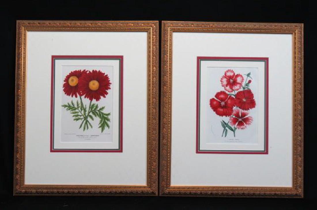 Pair of P. Stroobant Botanical Lithographs, (1 of 3)