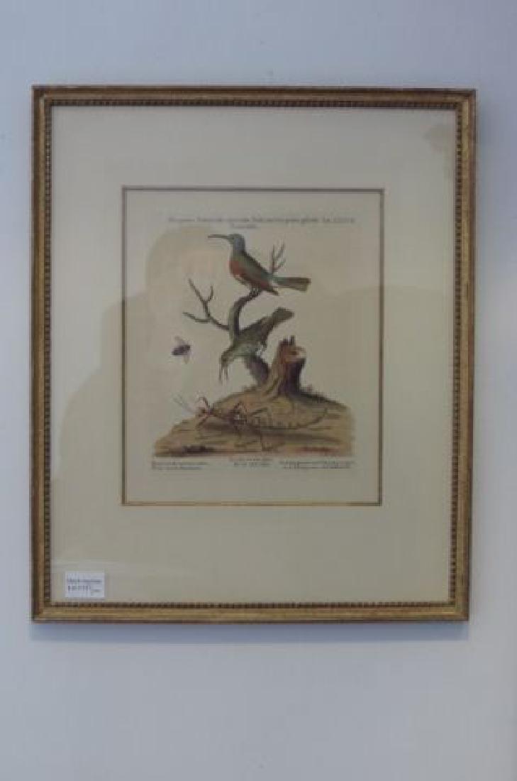 2 Fine Handcolored Bird Lithographs, (1 of 4)