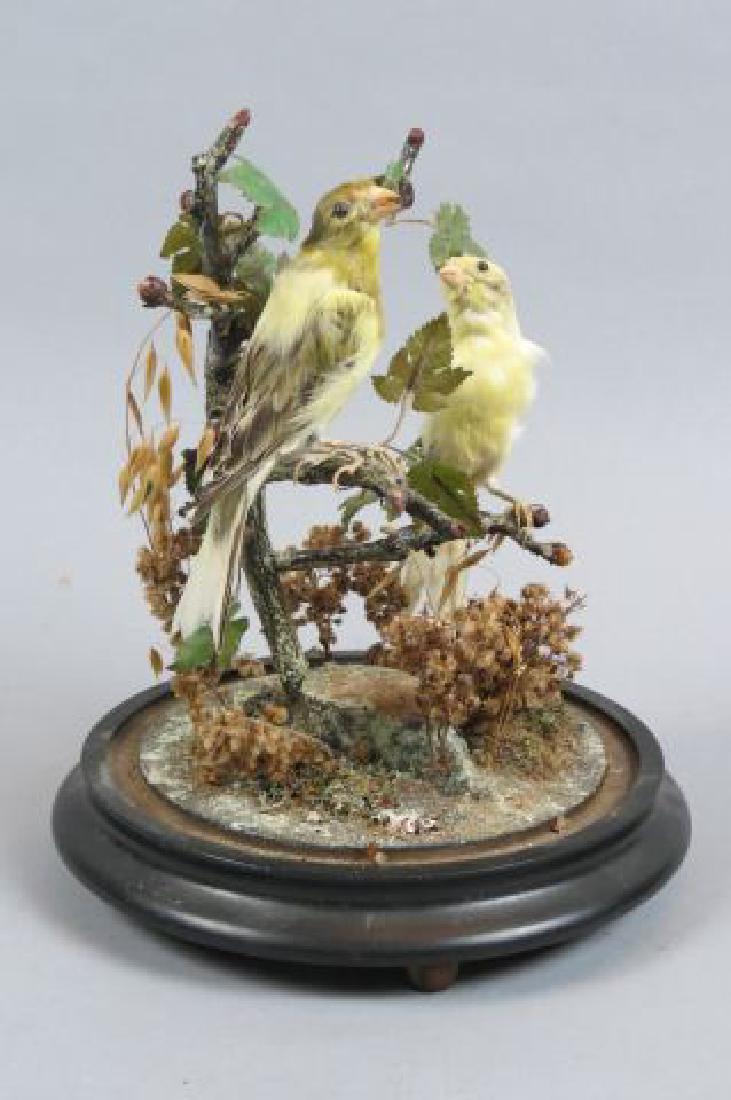Victorian Taxidermy Bird Group, (1 of 5)