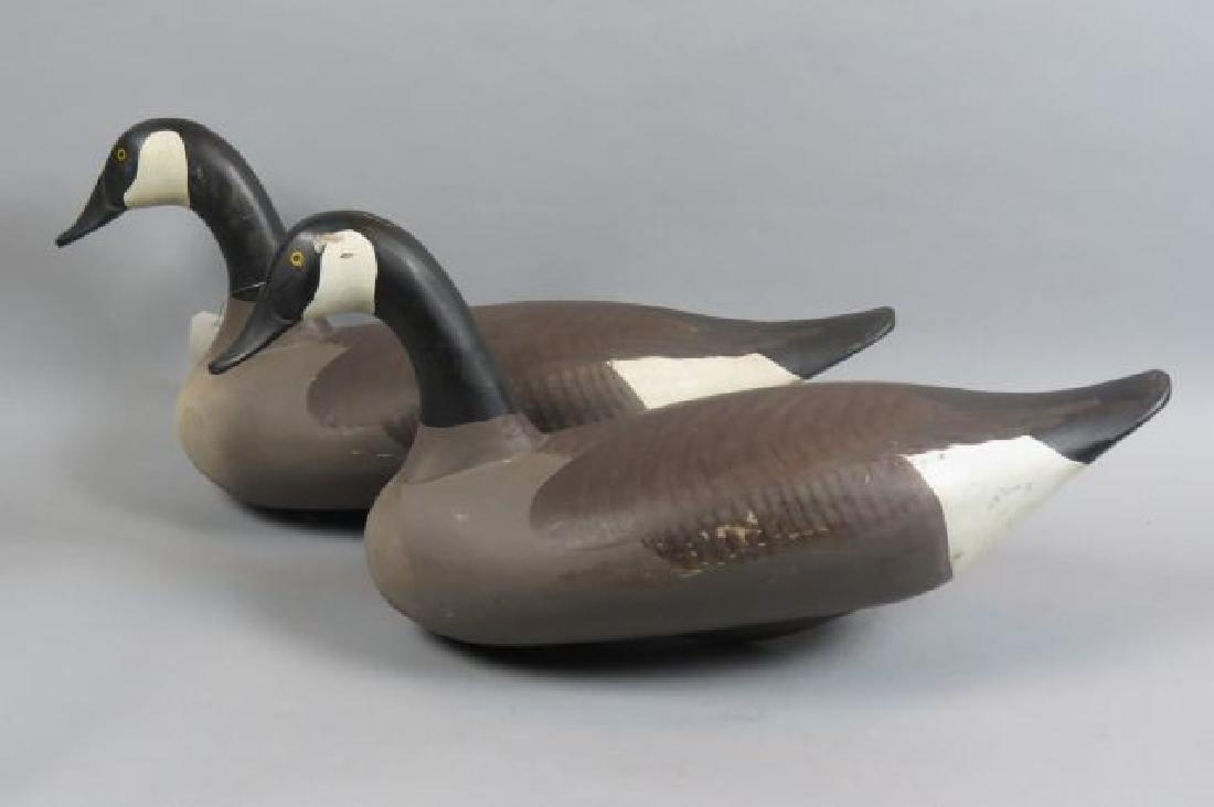 Pair of Canadian Geese Decoys,: 24" long.