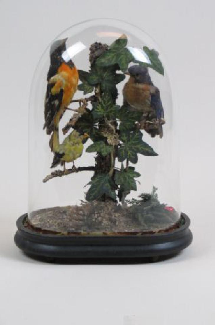 Taxidermy Bird Group,: a trio of colorful birds, Victorian, glass dome, 13".